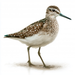 Wood Sandpiper