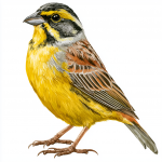 Yellow-breasted Bunting