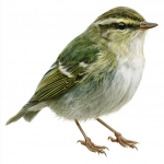 Yellow-browed Warbler