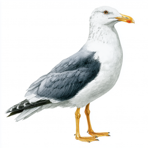 Yellow-legged Gull